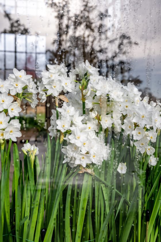 A bunch of tall white flowers blooming. 